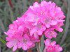 �A�������A(Armeria)