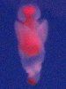 �N���I�l(Clione)