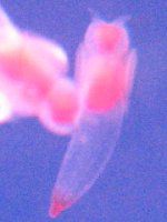 �N���I�l(Clione)