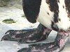 �t���{���g�y���M��(Humboldt Penguin)