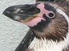 �t���{���g�y���M��(Humboldt Penguin)