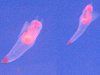 �N���I�l(Clione)