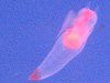 �N���I�l(Clione)