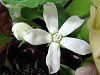 �z���C�g�X�^�[�iWhite star�j