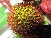 �G�L�i�Z�A�E�v���v���^�iEchinacea purpurea�j