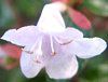 �A�x���A(Abelia)