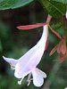 �A�x���A(Abelia)