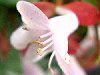 �A�x���A(Abelia)