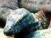 �R���h�h���S���iKomodo dragon�j