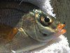 �E�~�^�i�Sup