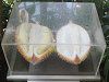 �h���A��(Durian)