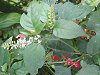 �W���Y�T���S(����X��)