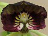 �G���V�N���A�E�R�N���A�^(Encyclia cochleata)