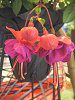 �t�N�V�A(Fuchsia)