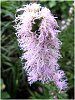 ���A�g���X(Liatris)
