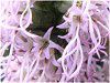 ���A�g���X(Liatris)