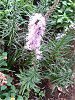 ���A�g���X(Liatris)