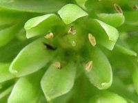 �p�C�i�b�v�������[