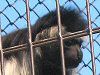 �A���S���R���u�X�iAngolan Colobus�j