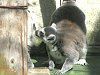 ���I�L�c�l�U���i�֔��ω��j