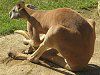 �A�J�J���K���[�i��Kangaroo�j