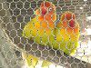 ���}�u�L�{�^���C���R�i�R�����O�C���R�j