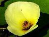 �E�H�[�^�[�|�s�[(Water Poppy)