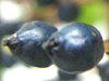 �r�o�[�i���E�e�B�k�X�iViburnum tinus�j