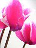 �V�N������(Cyclamen)