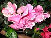 �A�U���A(Azalea)