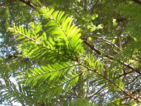 �Z�R�C�A(Sequoia)