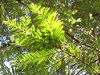 �Z�R�C�A(Sequoia)