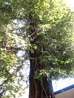 �Z�R�C�A(Sequoia)