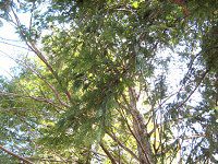 �Z�R�C�A(Sequoia)
