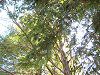 ���^�Z�R�C�A(Metasequoia)