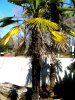 �g�E�W�����i�����L�j