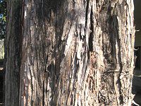 ���^�Z�R�C�A(Metasequoia)