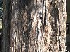 ���^�Z�R�C�A(Metasequoia)