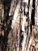 ���^�Z�R�C�A(Metasequoia)