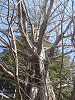 ���^�Z�R�C�A(Metasequoia)