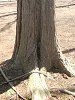 ���^�Z�R�C�A(Metasequoia)