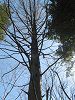���^�Z�R�C�A(Metasequoia)