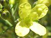 �u���b�R���[�iBroccoli�j�l�ى�