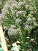 �u���b�R���[�iBroccoli�j�H��