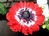 �A�l���l(Anemone)