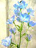 �f���t�B�j�E��(Delphinium) 