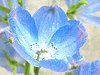 �f���t�B�j�E��(Delphinium) 