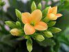 �J�����R�G(Kalanchoe)