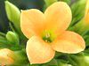 �J�����R�G(Kalanchoe)