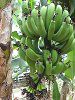 �o�i�i�iBanana�j